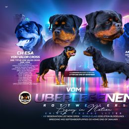 Rottweiler puppies from Vom Uberlegenen Rottweilers