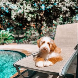Rizzo - Australian Labradoodle