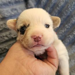 AKC Cardigan Girl 'Sunny - Blue merle and white female Cardigan Welsh Corgi puppy in Tombstone, Arizona from WeVolution Off-Grid