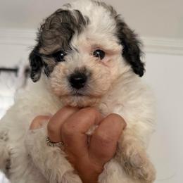 Charlie - Parti male Maltipoo puppy in Chattanooga, Tennessee from Joy-fur puppies
