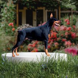 Athena - Doberman Pinscher
