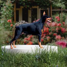 Athena - Doberman Pinscher