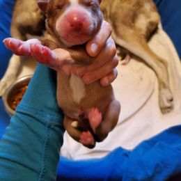 Alaskan Husky and Siberian Husky Puppies from Lakeland Huskies