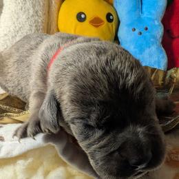 Red collar: - Gray brindle male Cane Corso puppy in Franktown, Colorado from Earth and Ship Cane Corso