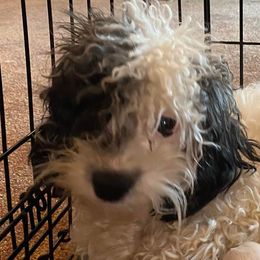 MaryAnn - Cavapoo