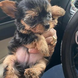 Shih Tzus and Yorkshire Terriers from Steel Blue Diamond Kennel