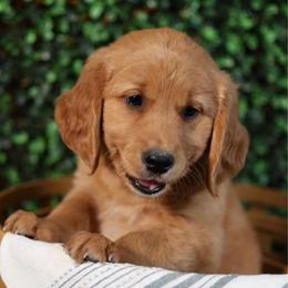 Clove - Golden female Golden Retriever puppy in Payette, Idaho from Stonewick Retrievers