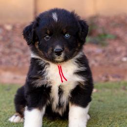 Red collar - Black tri-color female Australian Shepherd puppy in Buckeye, Arizona from Wranglin Farms