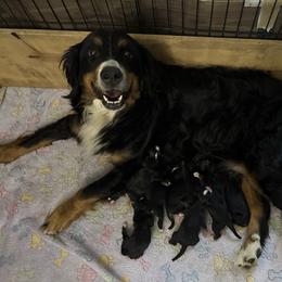 Bernese Mountain Dog puppies from Happy Tails Family Farm