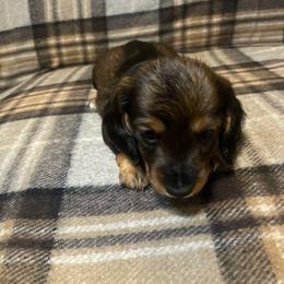 Pam - Girl 2 - Sable female Dachshund puppy in Bakersfield, California from Open Hourglass LLC