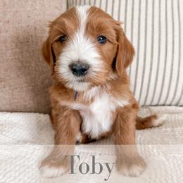 Toby - Red  male Goldendoodle puppy in Melba, Idaho from KZ Doodles