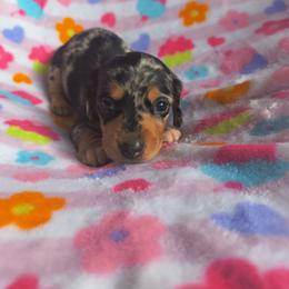 Sprinkles - Dapple female Dachshund puppy in Opelika, Alabama from Dachshund Darlins