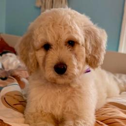 Lollipop - Cream female Goldendoodle puppy in Pensacola, Florida from Goldendoodles Love You in Pensacola Friend Edition