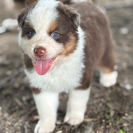 Twister - Red tri-color male Australian Shepherd puppy in Morrow, Ohio from OakHaven Acres Aussies