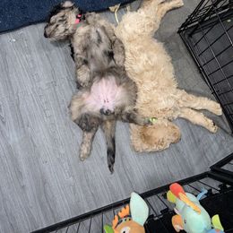 Double Doodle and Goldendoodle Puppies from Remi’s DoubleDoodles