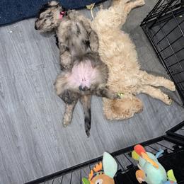 Double Doodle and Goldendoodle Puppies from Remi’s DoubleDoodles