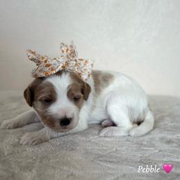 Pebble - Parti female Goldendoodle puppy in Crothersville, Indiana from Wischmeier’s Doodles
