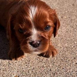 Gordie - Ruby male Cavalier King Charles Spaniel puppy in Lambertville, Michigan from Dream Dog LLC
