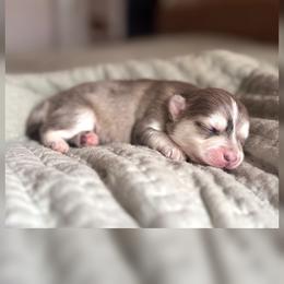 Boy 2 - Merle male Pomsky puppy in Grass Valley, California from Karalot Pomskies