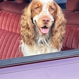 English Springer Spaniels from River Run Spaniels