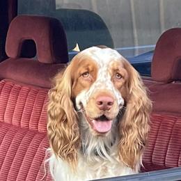 English Springer Spaniels from River Run Spaniels