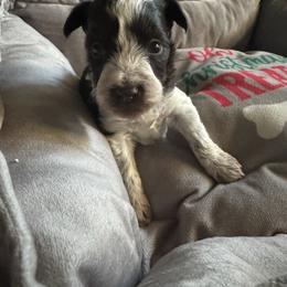 Cane - Parti male Miniature Schnauzer puppy in Pearland, Texas from K & S Schnauzers