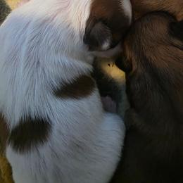 Boy 5 - Brindle and white male Shih Tzu puppy in Rockmart, Georgia from Sonya Garrett