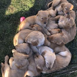 "Dancing With The Stars Litter 2/2/24" Golden Retriever Puppies from Karen's Goldens