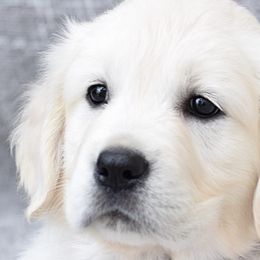 Golden Retrievers from Radiant Goldens