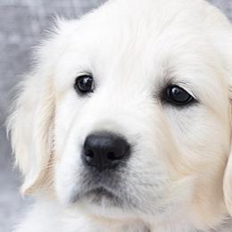 Golden Retrievers from Radiant Goldens