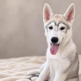 Cody -  Vet Checked and Ready - Gray and white male Siberian Husky puppy in Los Angeles, California from Limitless Huskies