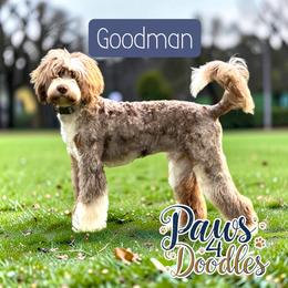 Richmond Guardian Opportunity - Chocolate merle male Bernedoodle puppy in Henrico, Virginia from Paws 4 Doodles, LLC