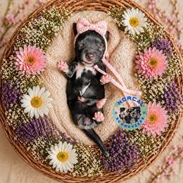 Daisy - Black female Miniature Schnauzer puppy in Magalia, California from NorCal Schnauzers