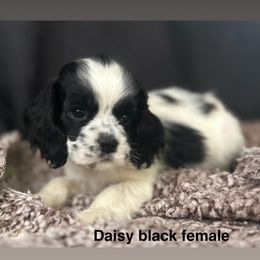 Black collar - Black and white female Cocker Spaniel puppy in Bonsall, California from CuttinBlue Farms