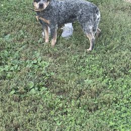 Roxy - Australian Cattle Dog