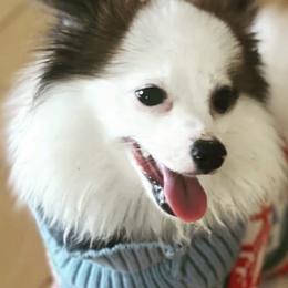Pomeranians from Paris Poms