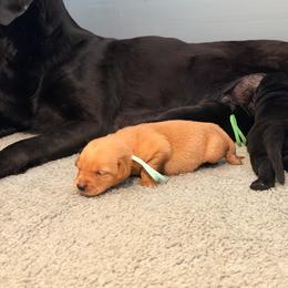 Teal - Yellow female Labrador Retriever puppy in Nampa, Idaho from Breakaway Retrievers