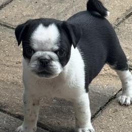 Artemis - Black female Pug puppy in Branchburg, New Jersey from Pug Envy