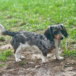 Cypress - Dapple female Dachshund puppy in Hornbeck, Louisiana from A&Z Mini Dachshunds