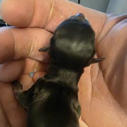 Girl 2 - female Chihuahua puppy in Wytheville, Virginia from Southwest Virginia Chihuahua