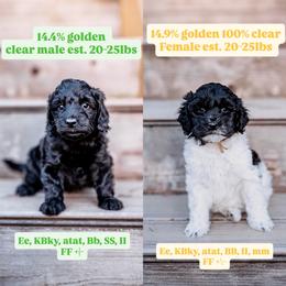 Pick 6 - Merle female Goldendoodle puppy in Damascus, Oregon from Emma Doodles