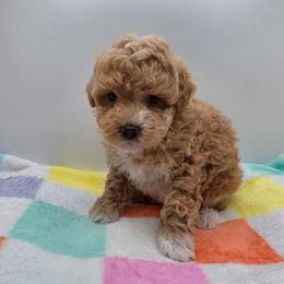 Charlie - Apricot male Poodle puppy in Kannapolis, North Carolina from Carolina Great Danes & Toy Poodles