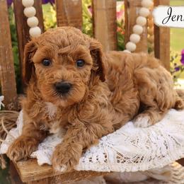 Miniature Schnauzer and Poodle Puppies from Crystal Rose Canines