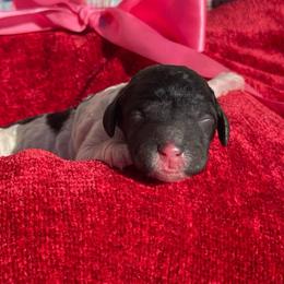 Almond - Parti female Labradoodle puppy in St George, Utah from Terra's Swann's Kennels
