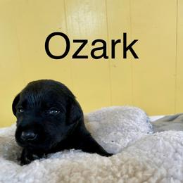 Ozark - Black male Labrador Retriever puppy in Mineral, Virginia from Canine Assist