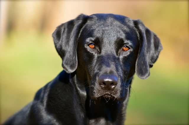 Blue ridge best sale lane labrador retrievers