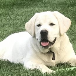 Labrador Retriever All Grown Up from Chateau St. John