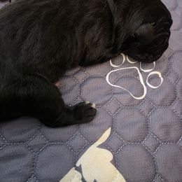 Black collar - Black male Cane Corso puppy in Lake Elsinore, California from CRUCIAL CANE CORSOS