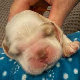 Orange collar boy - Red and white male Cocker Spaniel puppy in Boca Raton, Florida from Gold-Coast Cockers