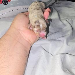 Gold merle - Merle male Chihuahua puppy in West York, Pennsylvania from Perfect Color Chihuahuas